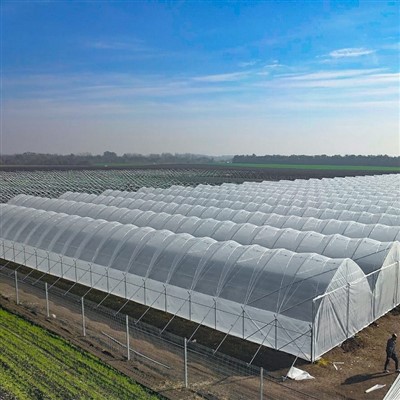 Braškių sodinimas Plastikinės plėvelės šiltnamis